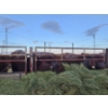 Image 10 : Westwick Ranching - 7 Red 3rd Calvers (Pen 509)