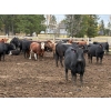 Image 2 : Avos Farms - 970# October Delivery Heifers - 64 Head (MacKay, AB)