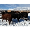 Image 8 : Antelope Butte Ranch - 769# March Delivery Steers - 75 Head (Lundbreck, AB) VBP+