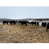Image 10 : The Y Cattle Co. Ltd. - 702# March Delivery Steers - 43 Head (Crossfield, AB)