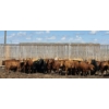 Image 2 : South Island Farms - 980# June/July Delivery Heifers - 100 Head (Bow Island, AB)