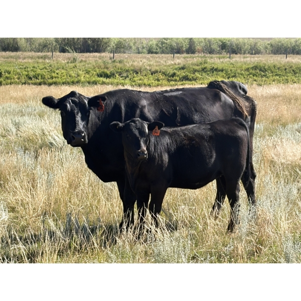 Rommens Farm Ltd. - 525# October Delivery Heifer Calves - 80 Head (Brooks, AB)