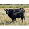 Image 1 : Rommens Farm Ltd. - 525# October Delivery Heifer Calves - 80 Head (Brooks, AB)