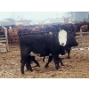 Image 3 : Double X Management - 950# January Delivery Yearling Heifers - 124 Head (Langruth, MB)