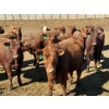 Image 6 : Van Hal Livestock Inc. - 725# May Delivery Heifers - 228 Head (Seven Persons, AB)