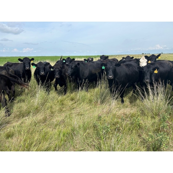 G & B Farms - 43 Open Angus/Simm X Cows (Deloraine, MB) VBP+