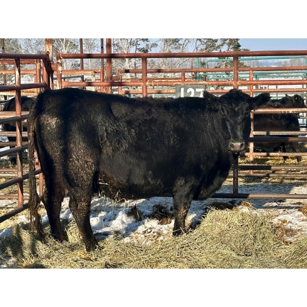 Kunz Farms - 1 Mature Cow (Pen 127)