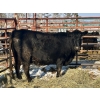 Image 1 : Kunz Farms - 1 Mature Cow (Pen 127)