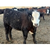 Image 10 : Justin Tateson - 960# March Delivery Steers - 65 Head (Scandia, AB)