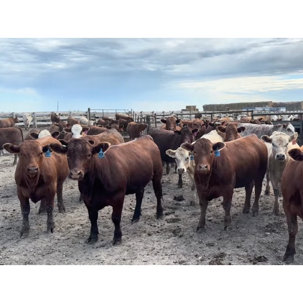 Aart Beekman - 900# July Delivery Heifers - 70 Head (Readymade, AB)