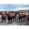 Image 1 : Aart Beekman - 900# July Delivery Heifers - 70 Head (Readymade, AB)
