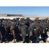 Image 2 : Ray Torkelson - 725# May Delivery Heifers - 80 Head (Millicent, AB)
