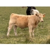Image 11 : Holst Farms Ltd. - 700# October Delivery Steer Calves - 88 Head (Hays, AB)