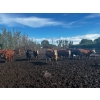 Image 3 : Chris Bartel - 1075# July Delivery Steers - 55 Head (Fort Vermilion, AB)