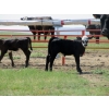 Image 2 : Circus Coulee Cattle - 530# Nov Delivery Heifer Calves - 100 Head (Dorothy, AB)