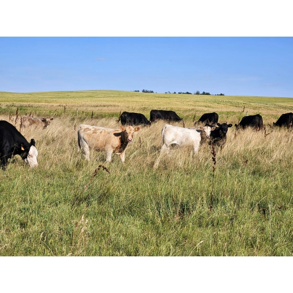 Farming Valley Ranch (Ben Tateson) - 590# November Delivery Steer Calves - 100 Head (Cereal, AB)