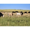Image 1 : Farming Valley Ranch (Ben Tateson) - 590# November Delivery Steer Calves - 100 Head (Cereal, AB)
