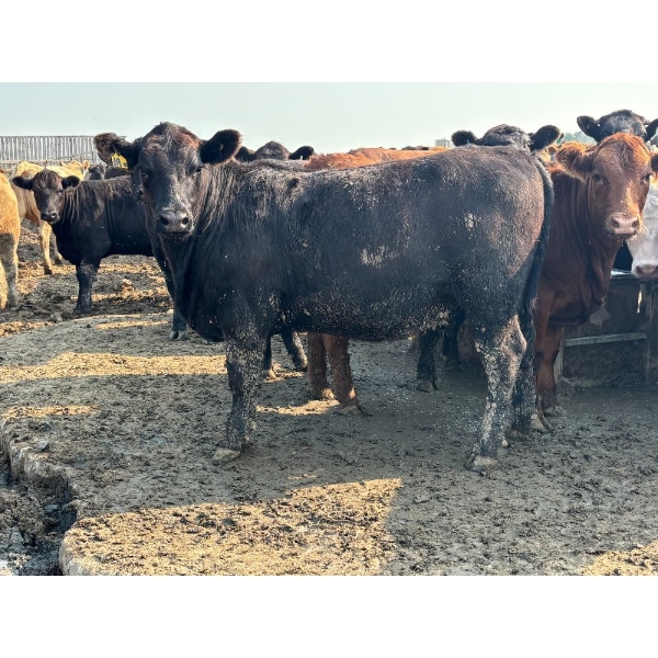 Birch Island Land & Cattle - 1075# July Delivery Heifers - 57 Head (Rhein, SK)