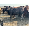Image 1 : Birch Island Land & Cattle - 1075# July Delivery Heifers - 57 Head (Rhein, SK)