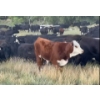 Image 5 : RL Ranches (Lyle & Rylee Hewitt) - 550# October Delivery Heifer Calves - 80 Head (Buffalo, AB)