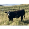 Image 8 : Jarokosky Farms - 830# September Delivery Grass Steers - 75 Head (Cayley, AB)