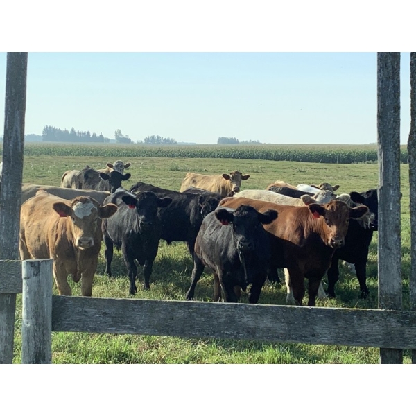 Bar Y Ranches - 1020# September Delivery Grass Steers - 52 Head (Ponoka, AB)