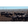 Image 3 : Cattlewood Farms Ltd. - 670# July Delivery Heifers - 90 Head (Fincastle, AB)