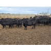 Image 3 : South Island Farms - 860# February Delivery Steers - 300 Head (Bow Island, AB)
