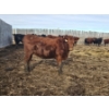 Image 4 : Dallas & Janelle Kapeller - 4 Red Heifers (Pen 333)
