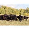 Image 3 : LA Ranch & L+ Ranch - 490#  October Delivery Steer Calves - 120 Head (Vanderhoof, BC)