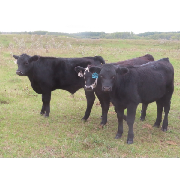 Clay Ridge Stock Farms Inc. - 560# November Delivery Steer Calves - 100 Head (Fairlight, SK)