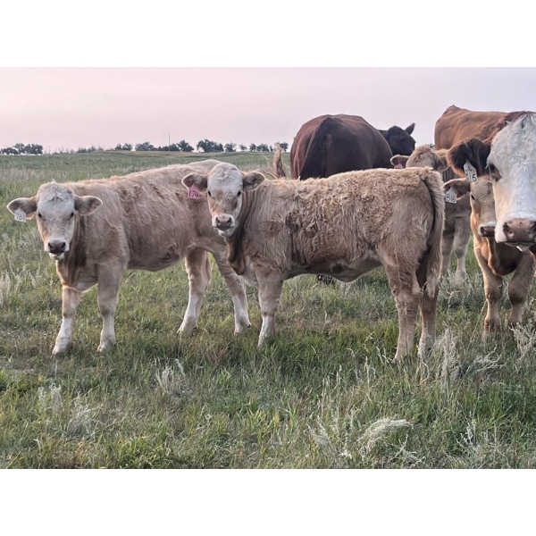 KL Cook Farms Ltd./Nathan Cook - 590# October Delivery Heifer Calves - 85 Head (Coronation, AB)