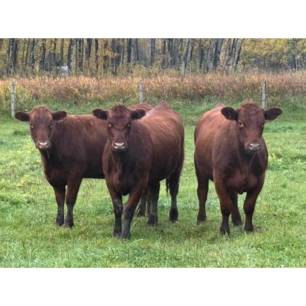 Andersen River Ranching - 940# October Delivery Grass Heifers - 68 Head (Drayton Valley, AB)