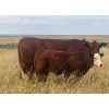 Image 21 : Blaine & Sue Hudec - 615# November Delivery Steer Calves - 80 Head (Jenner, AB)