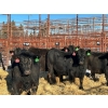 Image 2 : Fox Cattle Co. - 17 Black Heifers (Pen 404)