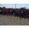 Image 1 : Graham Alexander - 5 Red Young Cows (Pen 407 - 409)