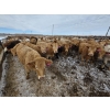 Image 2 : Cattlewood Farms Ltd. - 845# March Delivery Heifers - 76 Head (Vauxhall, AB)