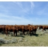 Image 1 : Adam & Don Wolfer - 56 Red Heifers