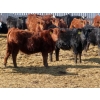 Image 2 : Hebert Livestock Ventures - 635# February Delivery Steers - 100 Head (Wawota, SK) VBP+