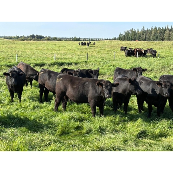 Ric Roc Cattle Ltd. - 1070# October Delivery Grass Steers - 290 Head (Glendon, AB)