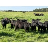Image 1 : Ric Roc Cattle Ltd. - 1070# October Delivery Grass Steers - 290 Head (Glendon, AB)