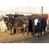 Image 7 : Willowside Ranch - 615# March Delivery Steers - 57 Head (Vibank, SK)