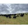 Image 2 : 44 Cattle Co./T6 Ranch - 650# November Delivery Heifer Calves - 90 Head (OK Falls, BC)