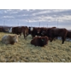 Image 7 : 1911 Farms (Meah & Chad Olsen) - 1 RWF Heifer (Pen 729)