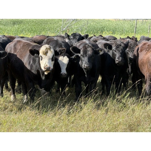 Sheldon Reimer - 940# September Delivery Grass Heifers - 325 Head (Cromer, MB)
