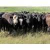 Image 1 : Sheldon Reimer - 940# September Delivery Grass Heifers - 325 Head (Cromer, MB)
