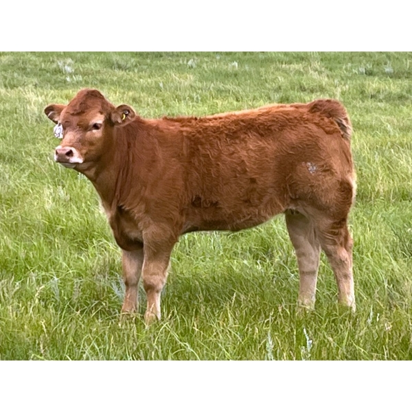 North Slope Farms - 550# November Delivery Heifer Calves - 105 Head (Czar, AB)