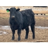 Image 8 : Justin Tateson - 925# March Delivery Steers - 70 Head (Scandia, AB)