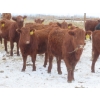 Image 3 : Breault Ranching Ltd. - 900# February Delivery Open Heifers - 114 Head (Ste. Rose, MB) VBP+