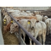 Image 3 : Bear Spring Ranch - 1000# July Delivery Grass Heifers - 120 Head (Airdrie, AB)